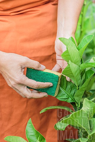 Sponge_cleaning_the_leaves_of_citrus_fruits_removes_lime_scale_and_pests_such_as_aphids_and_scale_in