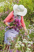 Woman picking flowers in an aster bed in autumn.