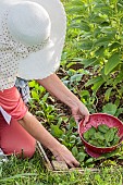 Woman harvesting spinach leaves Lagos F1.