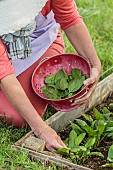 Woman harvesting spinach leaves Lagos F1.