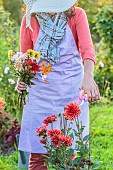 Woman picking bouquet flowers in the garden in September.