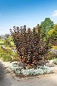 Atlantic ninebark (Physocarpus opulifolius) in autumn, Somme, France