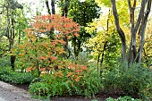 Staghorn sumac (Rhus typhina) in an autumn garden, Somme, France