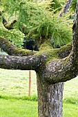 Weeping larch (Larix kaempferi) pendula in a garden, autumn, Somme, France