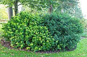 Mexican orange blossom (Choisya ternata) in a garden in autumn, Somme, France