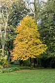 Beech (Fagus sp) in a garden in autumn, Somme, France