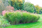 Golden Oat (Stipa gigantea) in a garden in autumn, Somme, France