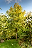 Largeleaf linden (Tilia platyphyllos) in a garden in autumn, Somme, France