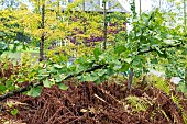 Branch of Ginkgo (Ginkgo biloba) in autumn, Somme, France