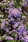 Bushy Aster (Aster dumosus) Victor bleu in bloom in autumn, Somme, France