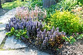 Carpet Bugle (Ajuga reptans) in bloom in a spring garden, Pas de Calais, France