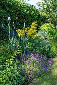 Geranium perennials and irises in a massif in spring, Pas de Calais, France