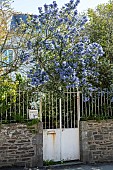 Ceanothus (Ceanothus sp) in bloom in a garden, Ille-et-Villaine, France