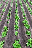 Rows of potatoes (Solanum tuberosum) in a vegetable garden in spring, Pas de Calais, France