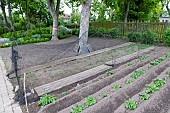 Sowing of peas (Pisum sativum) protected by a net, spring, Pas de Calais, France