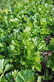 Celeriac (Apium graveolens rapaceum) foliage in summer, Pas de Calais, France