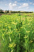 Fennel (Foeniculum dulce) in bloom in a garden in summer, Somme, France