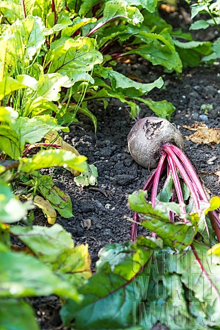 Picking_beets_Beta_vulgaris_in_a_vegetable_garden_in_summer_Pas_de_Calais_France