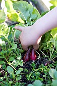 Child picking radishes (Raphanus sativus) in a garden in summer, Pas de Calais, France