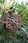 Begonia (Begonia boliviensis) in bloom in a garden in summer, Var, France