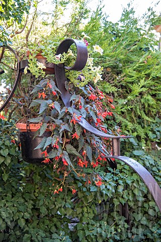 Begonia_Begonia_boliviensis_in_bloom_in_a_garden_in_summer_Var_France