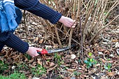 Woman cutting stems of hazelnut (Corylus avellana) with a hand saw in winter, Pas de Calais, France