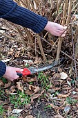 Woman cutting stems of hazelnut (Corylus avellana) with a hand saw in winter, Pas de Calais, France