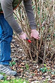 Man cutting stems of hazelnut (Corylus avellana) with a hand saw in winter, Pas de Calais, France