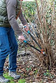 Man cutting stems of hazelnut (Corylus avellana) with a pruner in winter, Pas de Calais, France