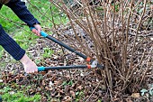 Woman cutting stems of hazelnut (Corylus avellana) with a pruner in winter, Pas de Calais, France