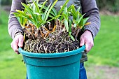 Man carrying a jar of Agapanthus (Agapanthus sp) to divide in winter, Pas de Calais, France