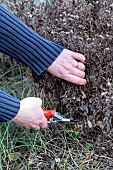 Woman cutting stalks of autumn Aster faded in winter, Pas de Calais, France