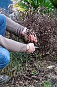 MAan cutting stalks of autumn Aster faded in winter, Pas de Calais, France