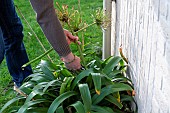 Man cutting faded Agapanthus flowers in winter, Pas de Calais, France