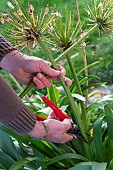 Man cutting faded Agapanthus flowers in winter, Pas de Calais, France