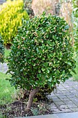 Japanese Spindle (Euonymus japonicus) in fruits in a garden in winter, Pas de Calais, France