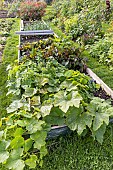 Autumn sowing in frames
