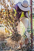 Woman pulling a dahlia in autumn, after the first frosts.