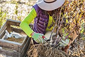 Woman preparing a tuft of dahlia for wintering in a crate.