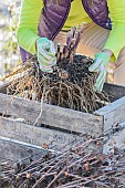 Woman putting a strain of dahlia in a crate for wintering.