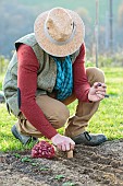 Man planting Brunswick Red onions in winter.