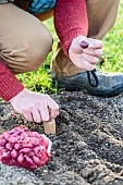 Man planting Brunswick Red onions in winter.