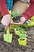 Man transplanting hashed peas in a bucket.