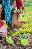 Man transplanting hastened bean plants in a bucket.