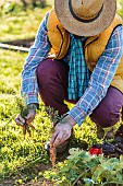 Man harvesting young carrots in early time