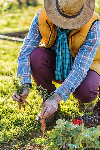 Man_harvesting_young_carrots_in_early_time