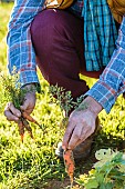 Man harvesting young carrots in early time