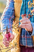 Man pruning a cultivated bramble (Rubus laciniatus), in winter.