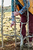 Man pruning a pear tree in winter.