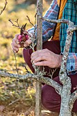 Man pruning a pear tree in winter.